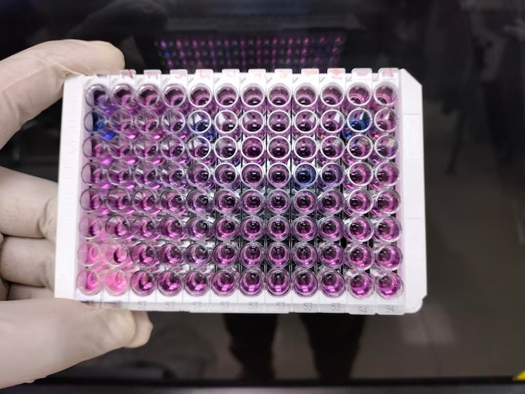 Magnetic Protein A Beads