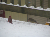 Custom Bird Feeders: How to Attract More Feathered Friends? Tips, Benefits, and DIY Ideas!