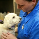 Global Companion Animal Specialty Drugs Market