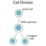 Global Stem Cells  Market 2019-2024| Applications Analysis and Key Players